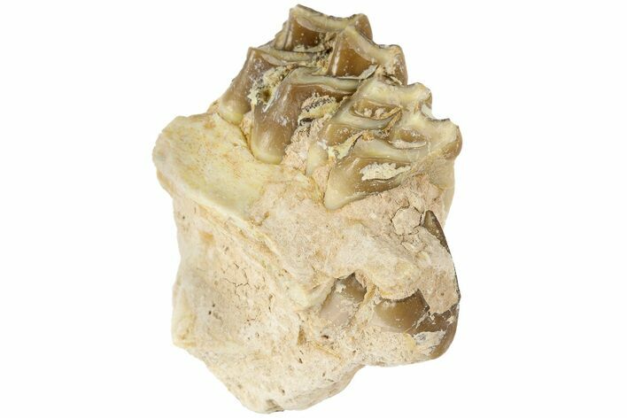 Oreodont (Merycoidodon) Jaw Section - South Dakota #184231